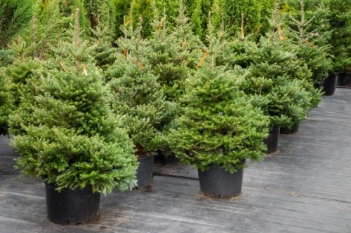 plantat brazi germania