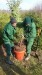 plantat brazi olanda
