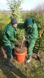 plantat brazi olanda