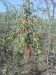 Plante Goji ningxia NQ1