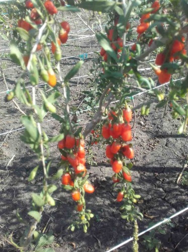 Plante Goji ningxia NQ1