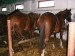 pleaca fara test covid