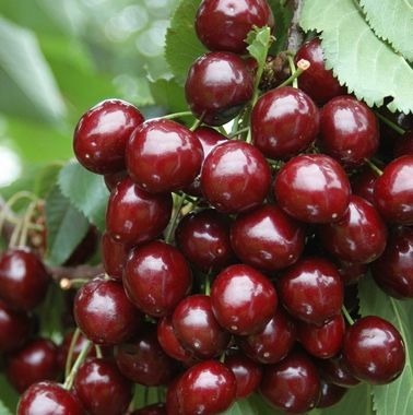 Pomi fructiferi-10+5 gratis an