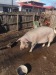 Porc de vanzare