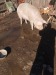 Porc de vanzare