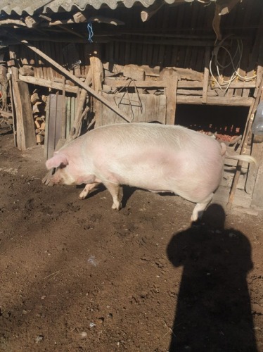 Porc de vanzare