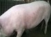 porci