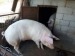 Porci marele alb 100 200kg   8