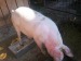 Porci marele alb 100 200kg   8
