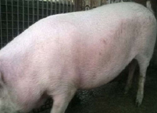 Porci marele alb 100 200kg   8