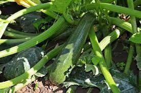 Recoltat zucchini Germania urg