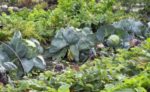 Sezonieri agricultura Germania