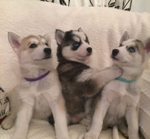 Siberian husky