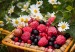 ambalat fructe
