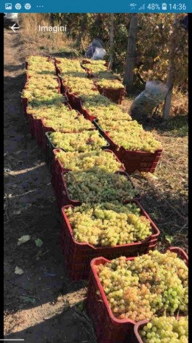 Struguri de vin albi si negri 