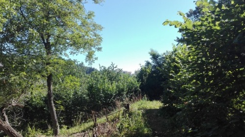 Teren 2250 mp  str. Dupa Inist