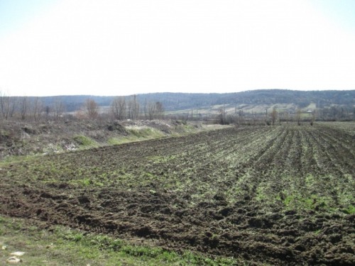 Teren agricol (2 loturi) 4951 