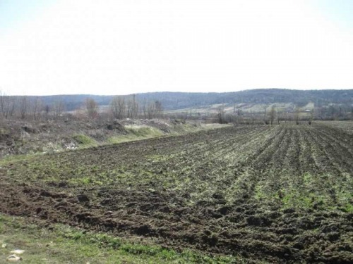 Teren agricol (2 loturi) 4951 