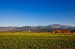 Teren intravilan   Brasov  Cri