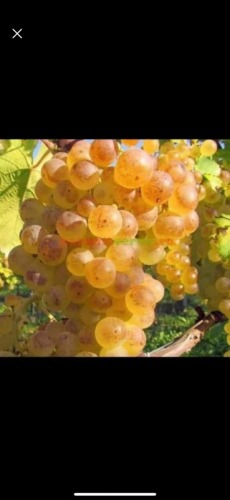 V  nd struguri de vin