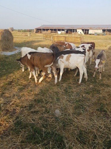 Vand 14taurasi si 3 vitele toa