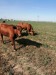 Vand 2 juninci Angus  cu greutatea de 50