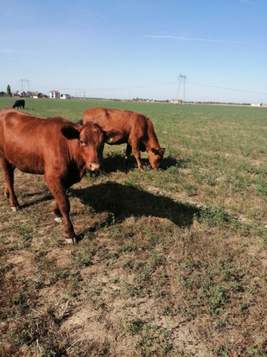 Vand 2 juninci Angus  cu greut