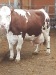 holstein si