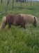 urgent vand