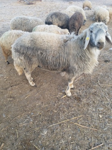 Vand 30 oi karakule brumarii s