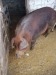 vand 7 porci duroc intre 80 15