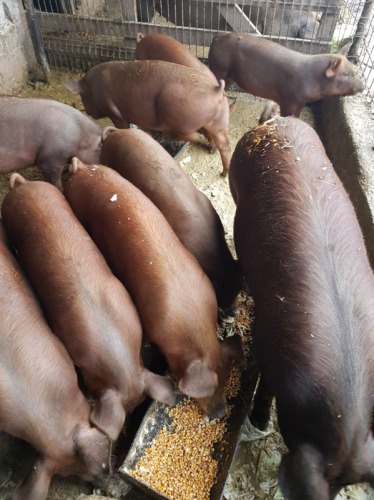 vand 7 porci duroc intre 80 15