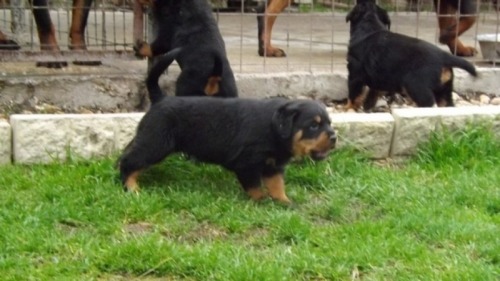 Vand caini rottweiler bucurest
