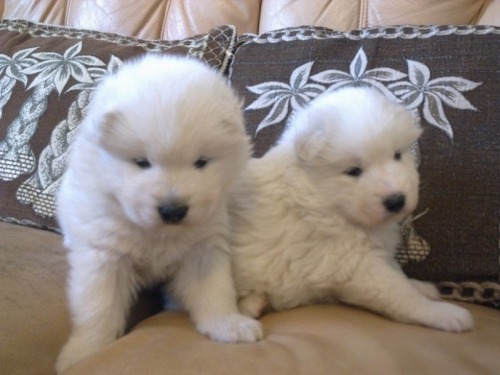 Vand caini samoyede bucuresti