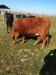 Vand juninci metis de Angus si