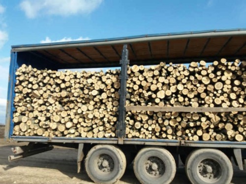 Vand lemne foc  salcam  fag  s
