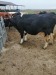 Vand o vaca Holstein gestanta 