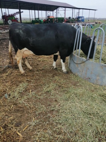 Vand o vaca Holstein gestanta 