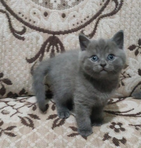 Vand pisici british shorthair