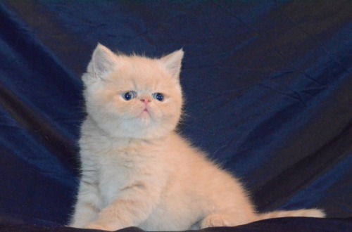 Vand pisici exotic shorthair