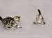 VAND PISICI SCOTTISH FOLD CONS
