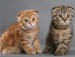 VAND PISICI SCOTTISH FOLD CONS