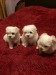 Vand pui bichon maltez albi 50