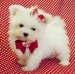 Vand pui bichon maltez albi 50