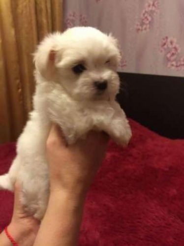Vand pui bichon maltez albi 50