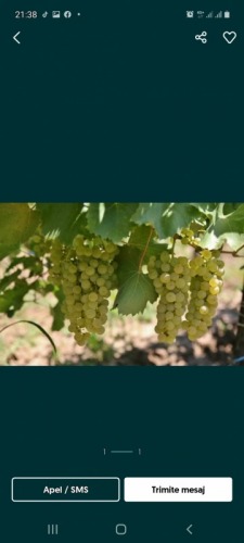 Vand struguri de vin albi   i 