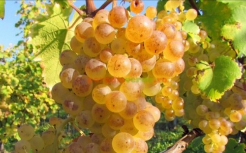 Vand Struguri De Vin cu Transp