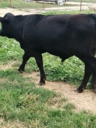 Vand un tauras rasa Angus si u