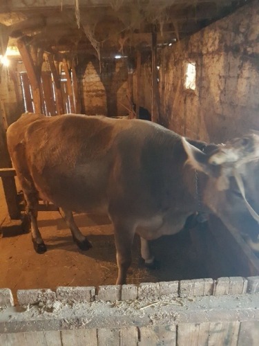 Vand vaca bruna gestanta tanar