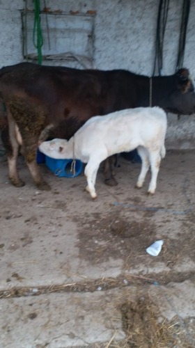 Vand  vaca cu vitea langa ea s